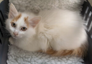 Turkish-Van