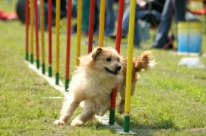 Agility-Training-Games