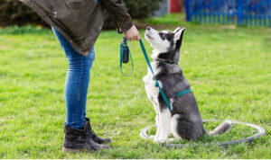 leash-training