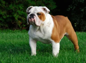 bulldog