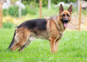 german-shepherd 