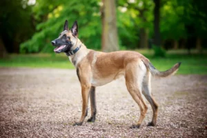 belgian-malinois