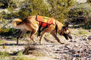 search-and-rescue-dogs