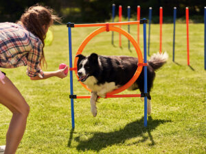 agility-and-obstacle