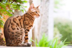 bengal-cat