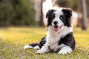 border-collie