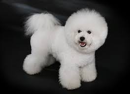 bichon-frise