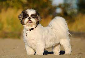 shih-tzu 