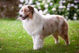 australian-sheepdog