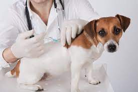 pet-vaccinations