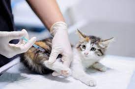 feline-leukemia