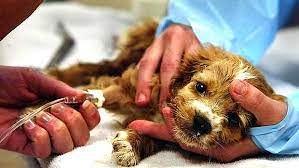 canine-parvovirus