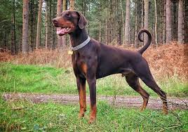 doberman-pinscher