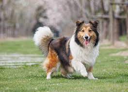 shetland-sheepdog