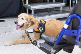 seizure-response-dogs 