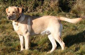 labrador-retriever 