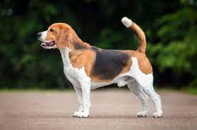 beagle