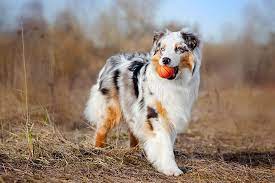 australian-sheepdog