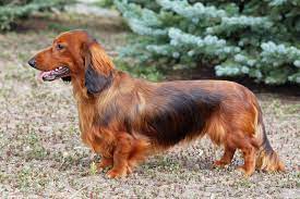 dachshund 