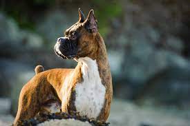 american-boxer