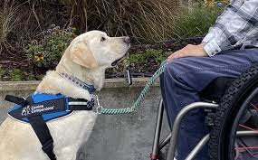 assistance-dogs