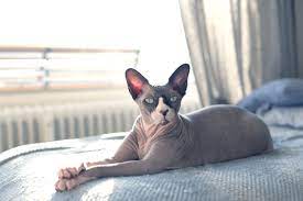 sphynx-cats