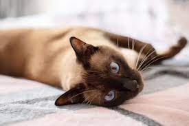 siamese