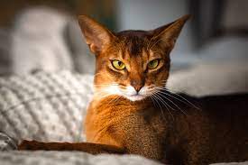 abyssinians