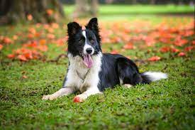 Border-Collie