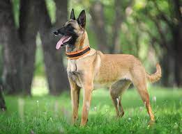 belgian-malinois