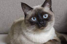 siamese