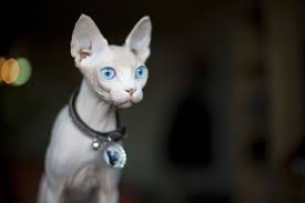 sphynx