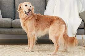 golden-retriever