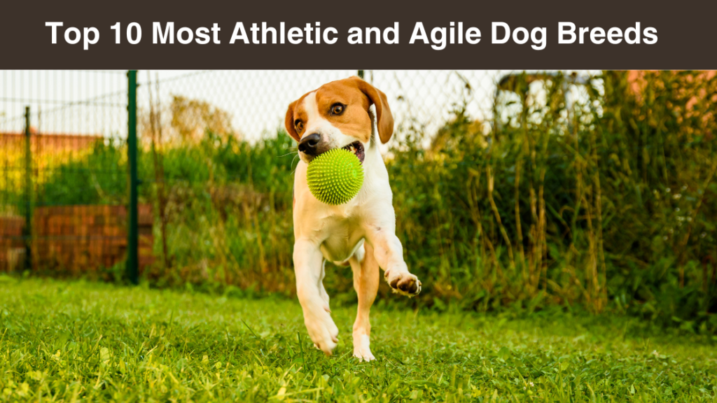 top-10-most-athletic- and-agile-dog-breeds