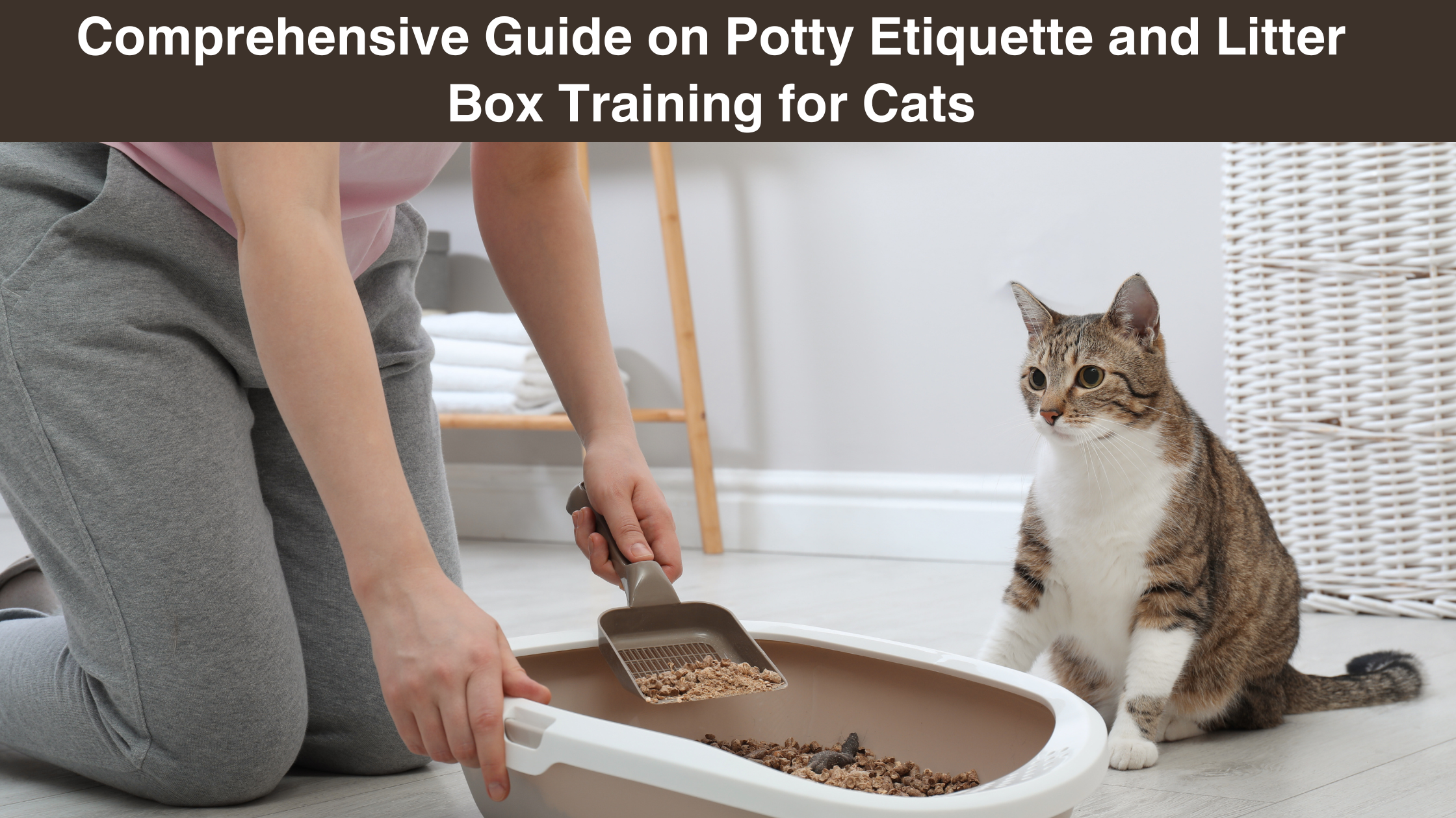 comprehensive-guide on-potty-etiquette and-litter-box- training-for-cats