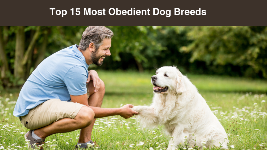 Top 15 Most Obedient Dog Breeds