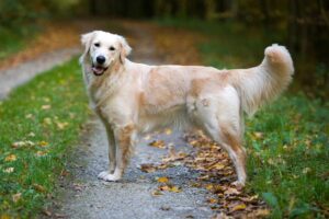 golden-retriever