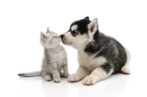 kittens-and-puppies