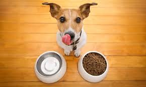 dog-food