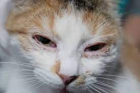 feline-herpesvirus