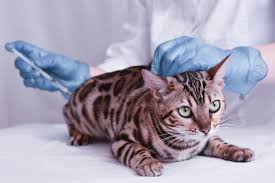 feline-leukemia-vaccine