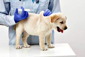 canine-parvovirus-vaccine