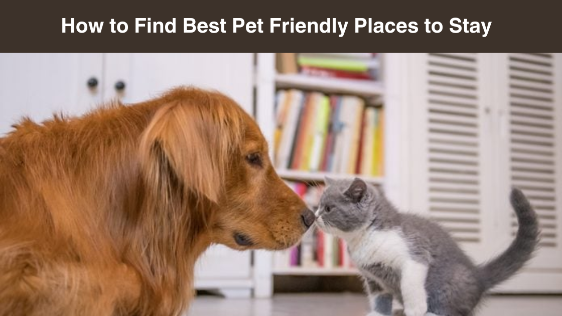 how-to-Find-Best-Pet Friendly-Places-to Stay