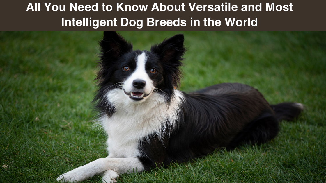 All You Need to Know About Versatile and Most Intelligent Dog Breeds in the World