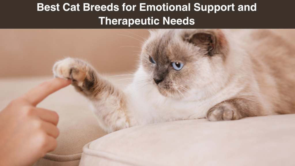Best Cat Breeds for Emotional Support and Therapeutic Needs