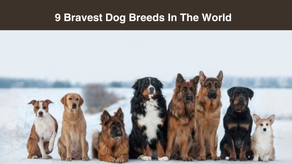 9 Bravest Dog Breeds In The World