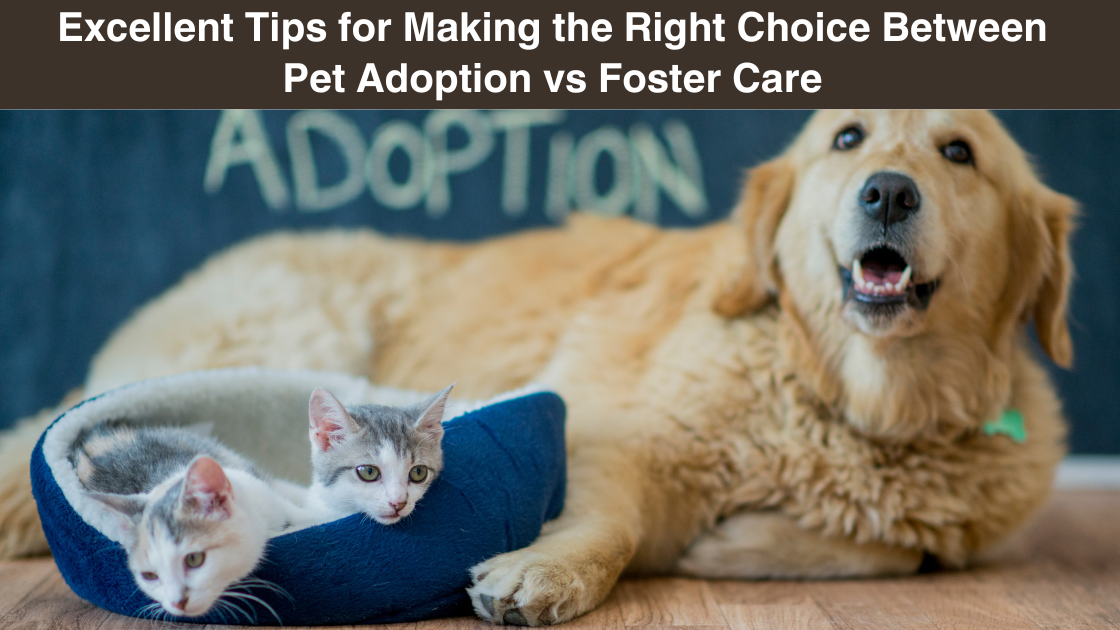 Excellent-Tips-for Making-the-Right Choice-Between-Pet Adoption-vs-Foster Care