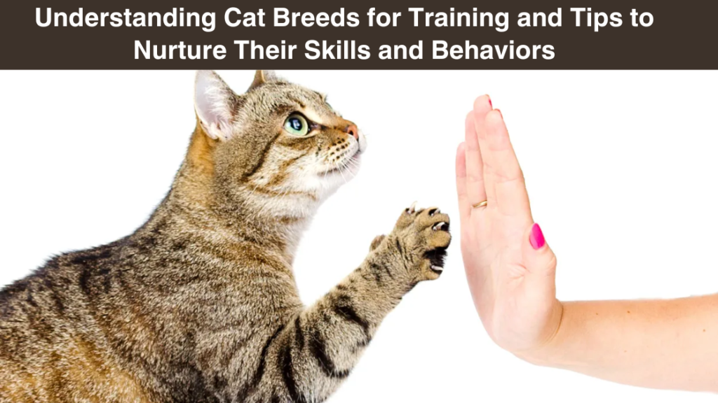 Understanding Cat Breeds for Training and Tips to Nurture Their Skills and Behaviors