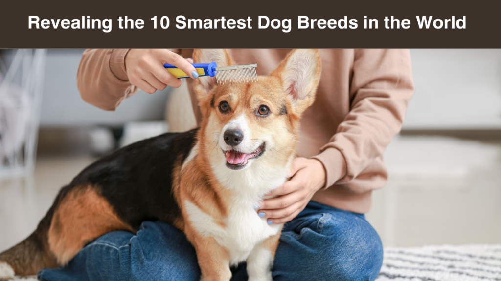 revealing-the-10 smartest-dog-breeds in-the-world