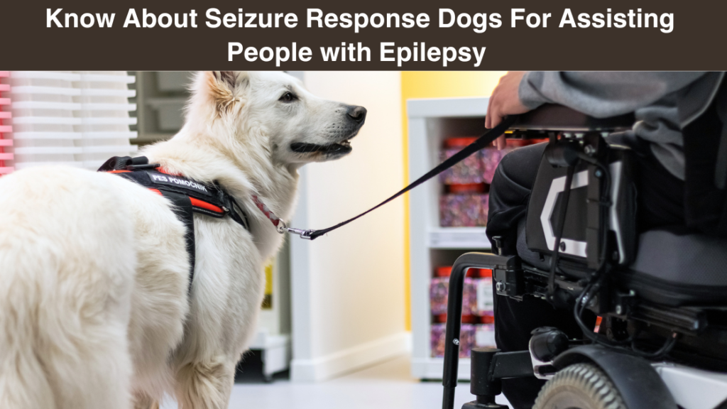 Know About Seizure Response Dogs For Assisting People with Epilepsy